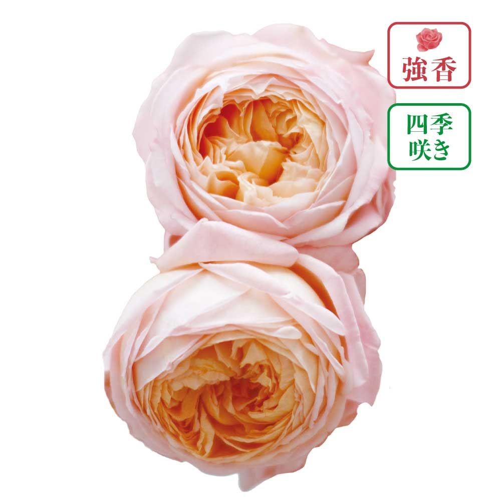 【店頭受取　予約商品】バラ苗 コンフィチュール