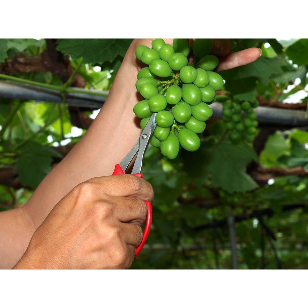 アルスコーポレーション（ARS Corporation） ぶどう摘粒鋏　直刃　ブリスターパック　１６７ｍｍ 321DX-T-BP, 直刃, 167mm