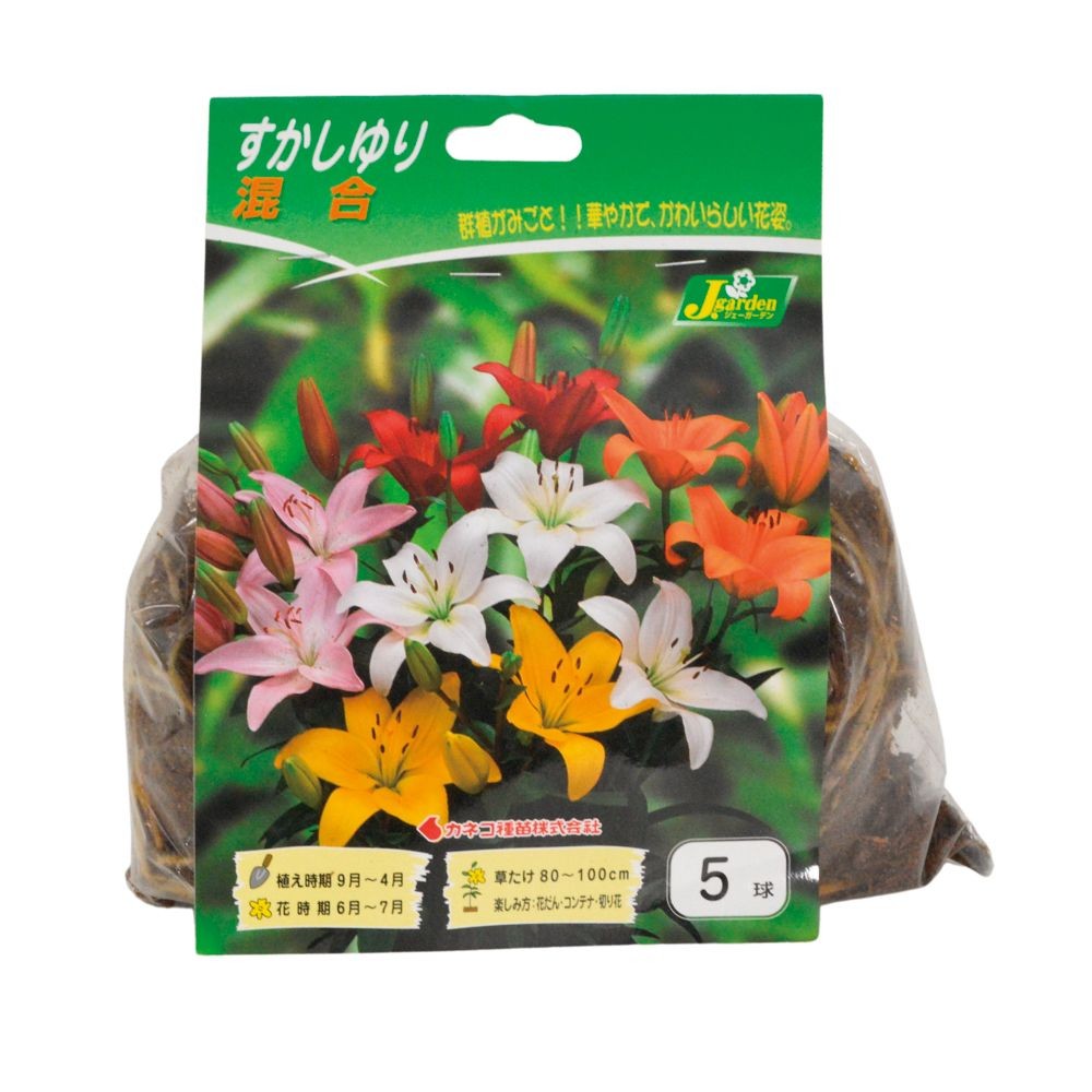 スカシユリ　混合　5球, -, 5球