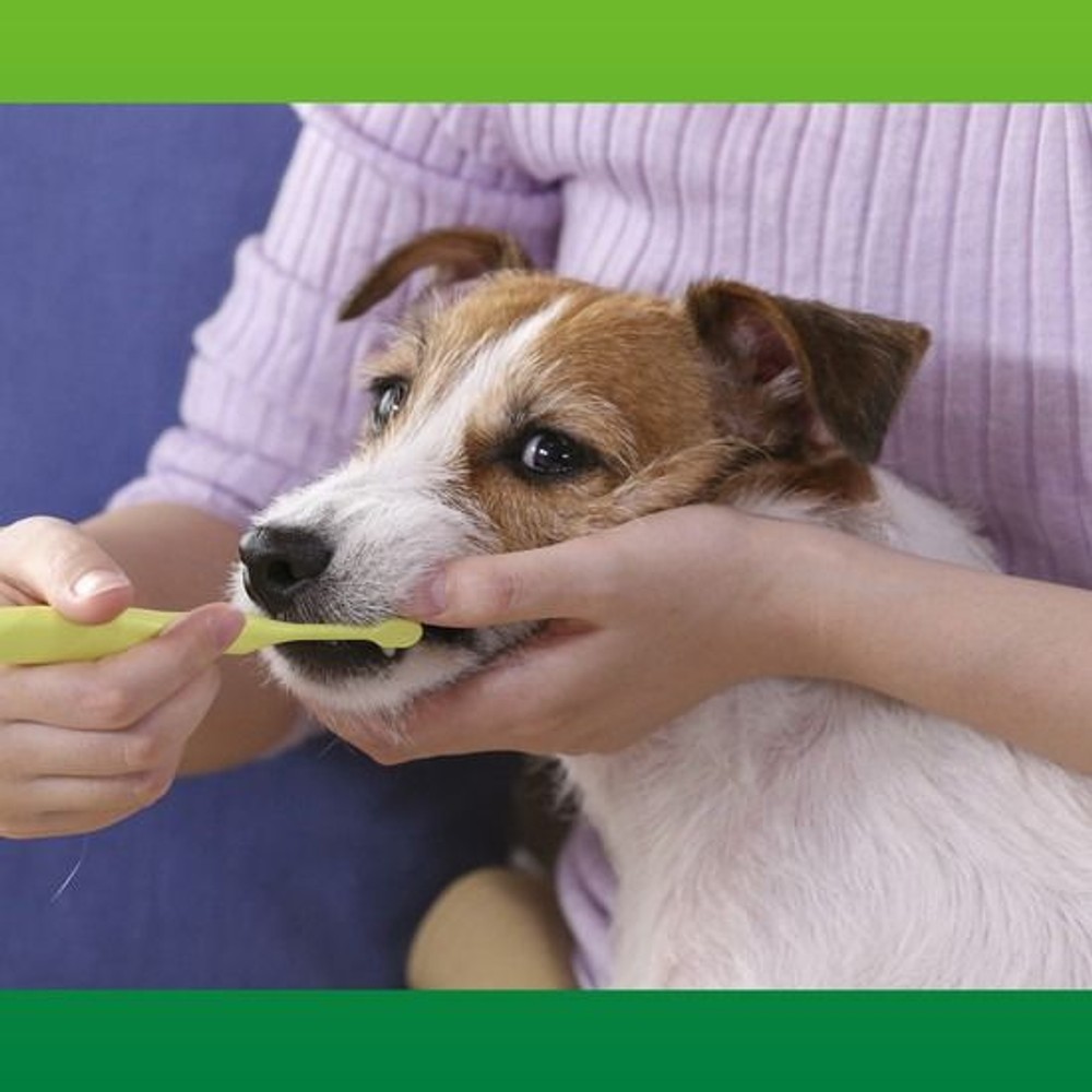 ライオン　ペットキッス　デンタルブラシ レギュラー, イエロー, レギュラー