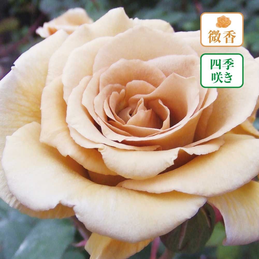 【店頭受取　予約商品】バタースコッチ, 黄色がかった茶色, 10〜11cm