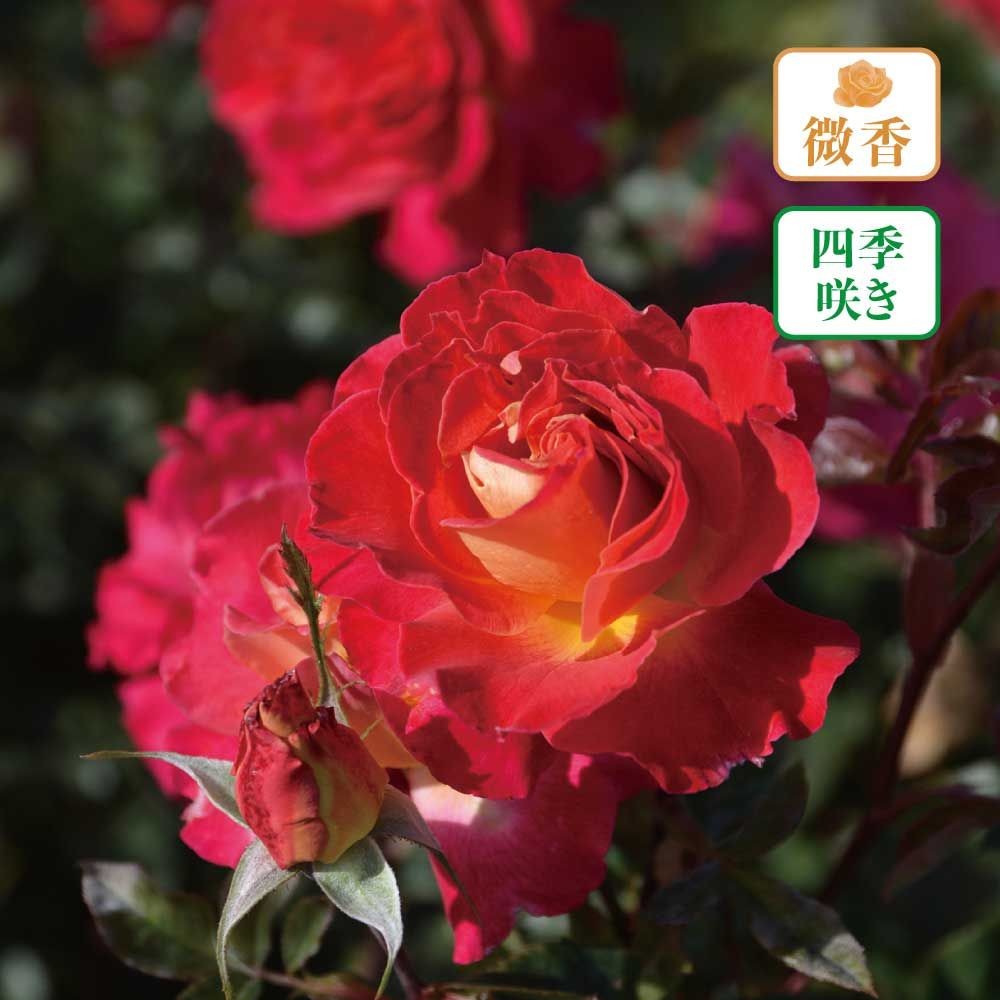 【店頭受取　予約商品】バラ苗 ピュール, 赤, 6号鉢