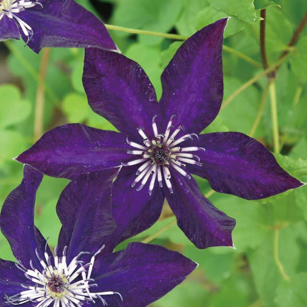 店頭受取 予約商品】クレマチス苗 ソワレ | ホームセンタービバホーム