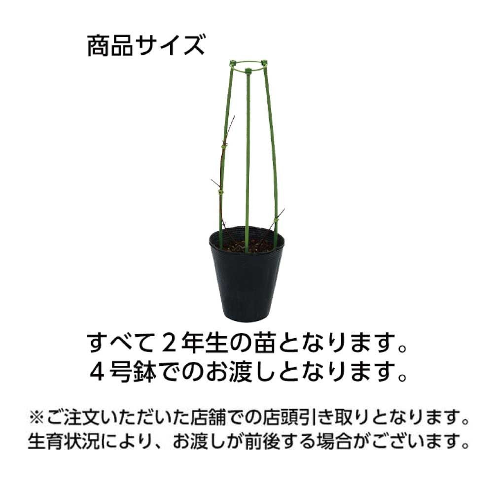 【店頭受取　予約商品】クレマチス苗 ヌビア, 赤, 4号鉢