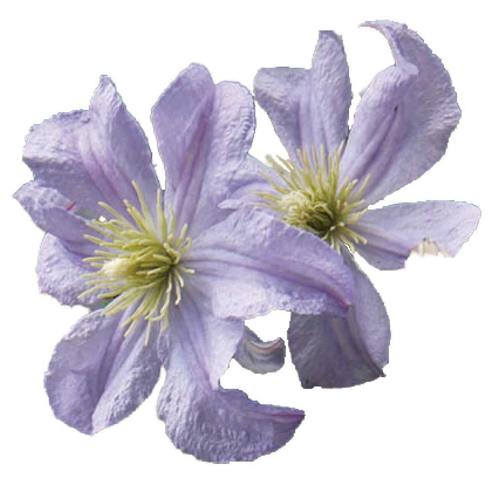 【店頭受取　予約商品】クレマチス苗 V・プリンス・チャールズ, 水色, 4号鉢