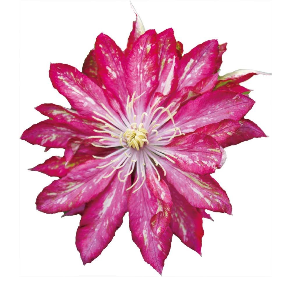 【店頭受取　予約商品】花炎, 赤, 8〜15cm