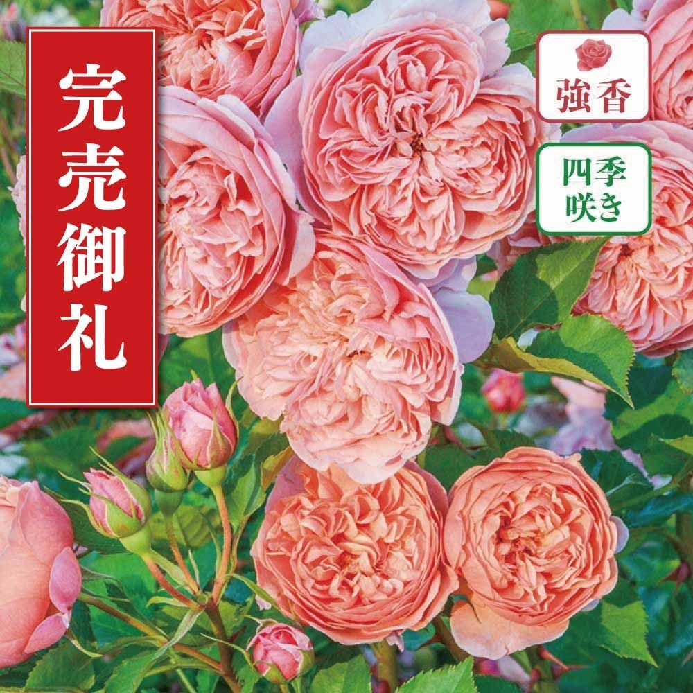 【店頭受取　予約商品】バラ苗 シルクロード