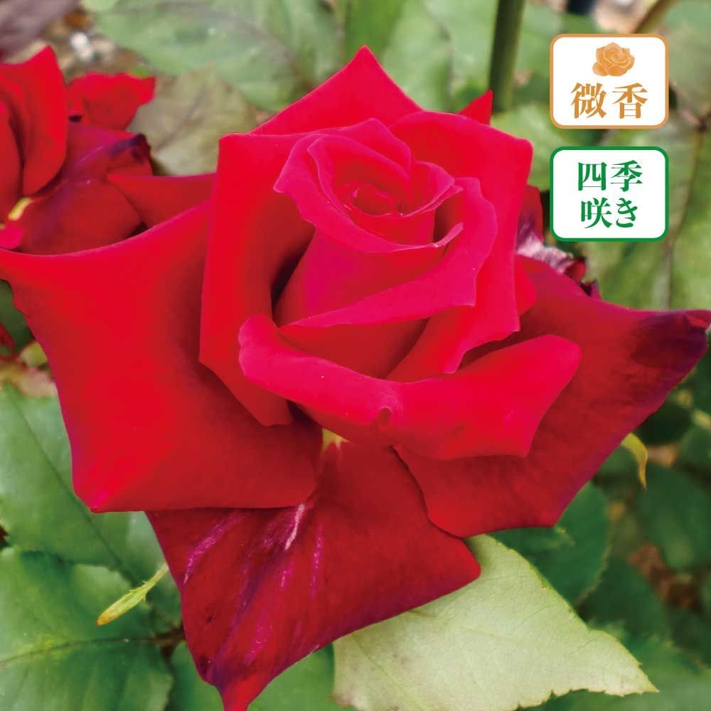 【店頭受取　予約商品】ローズ オオサカ, 赤, 12〜15cm