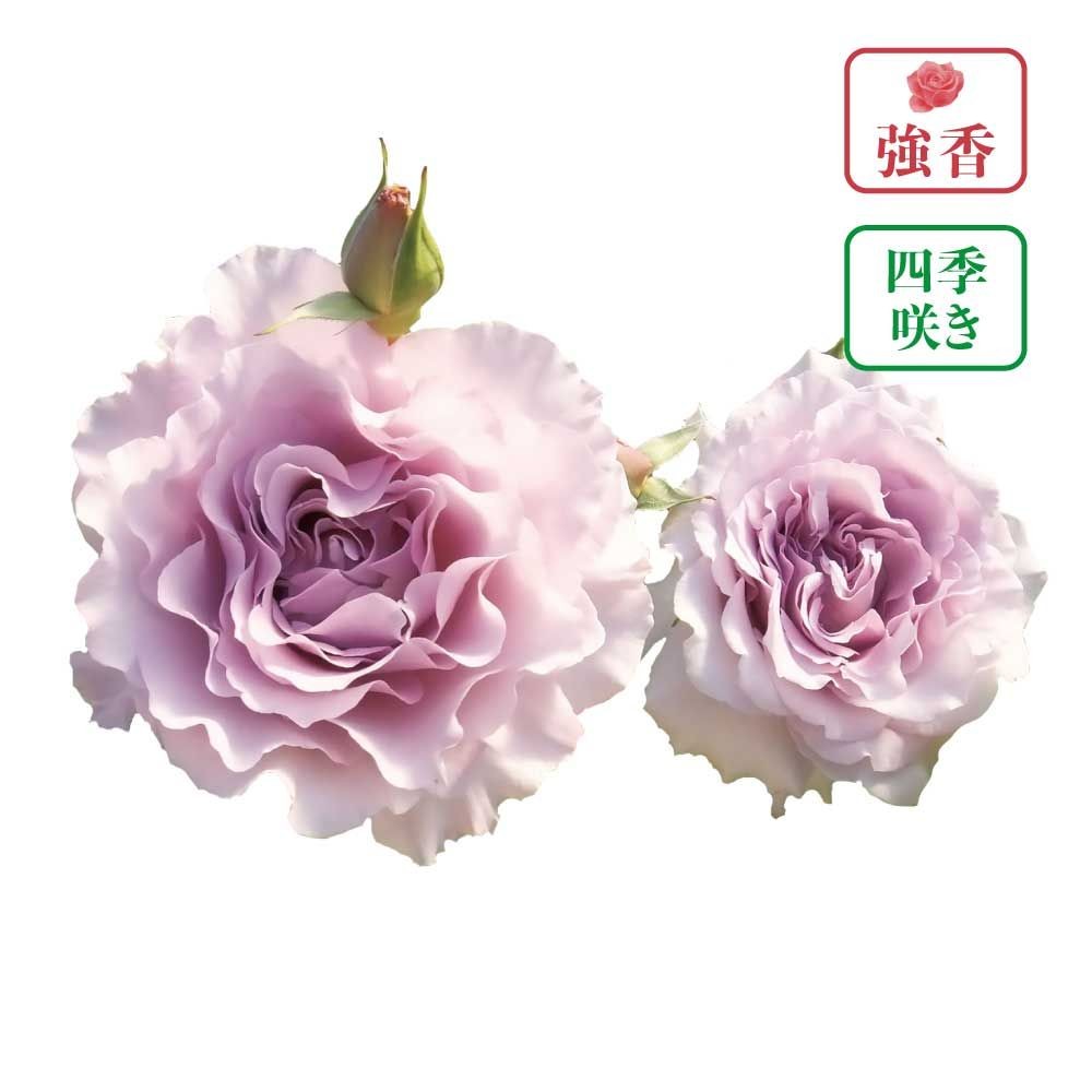 【店頭受取　予約商品】バラ苗 ニュー ウェーブ, 薄藤色, 6号鉢