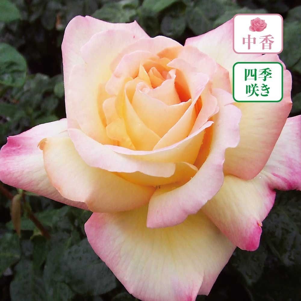 【店頭受取　予約商品】ピース, クリーム黄に桃の覆輪, 13cm