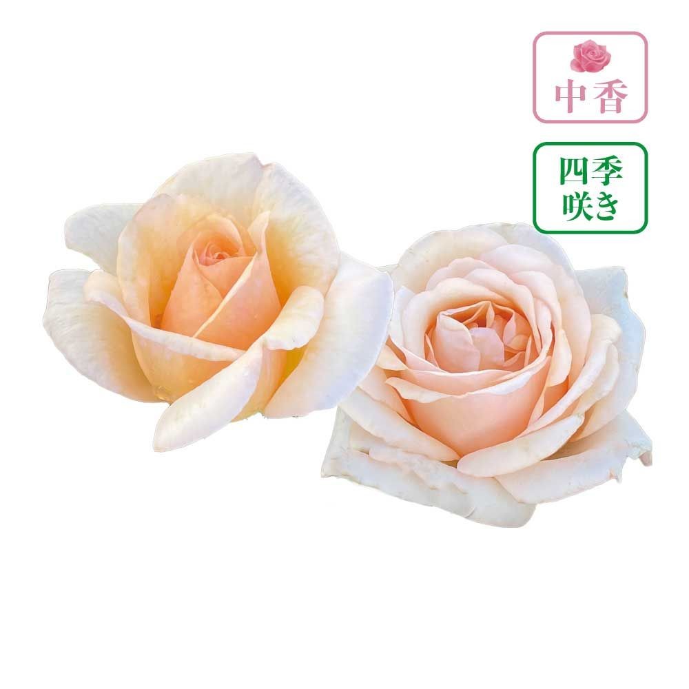 【店頭受取　予約商品】バラ苗 ここねいろ