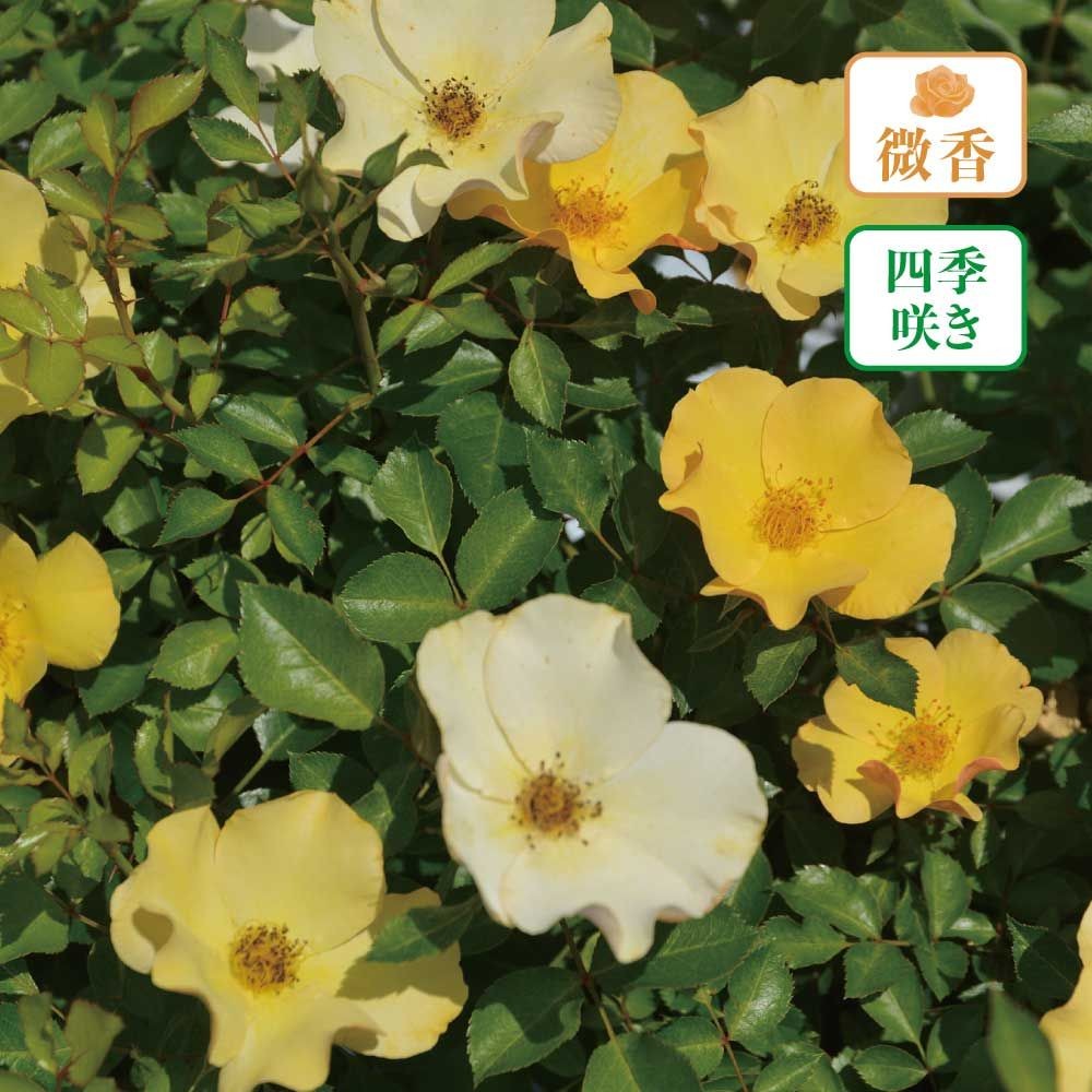 【店頭受取　予約商品】風姿花伝　山吹, やまぶきいろ, 4〜6cm