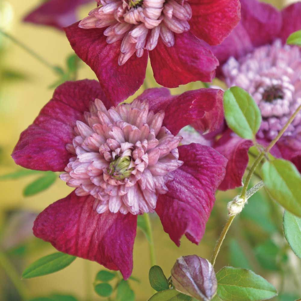 【店頭受取　予約商品】アバンギャルド, 赤, 5cm