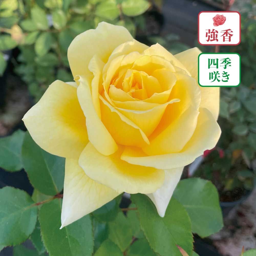 【店頭受取　予約商品】レモネードシロップ, レモンイエロー, 10〜12cm