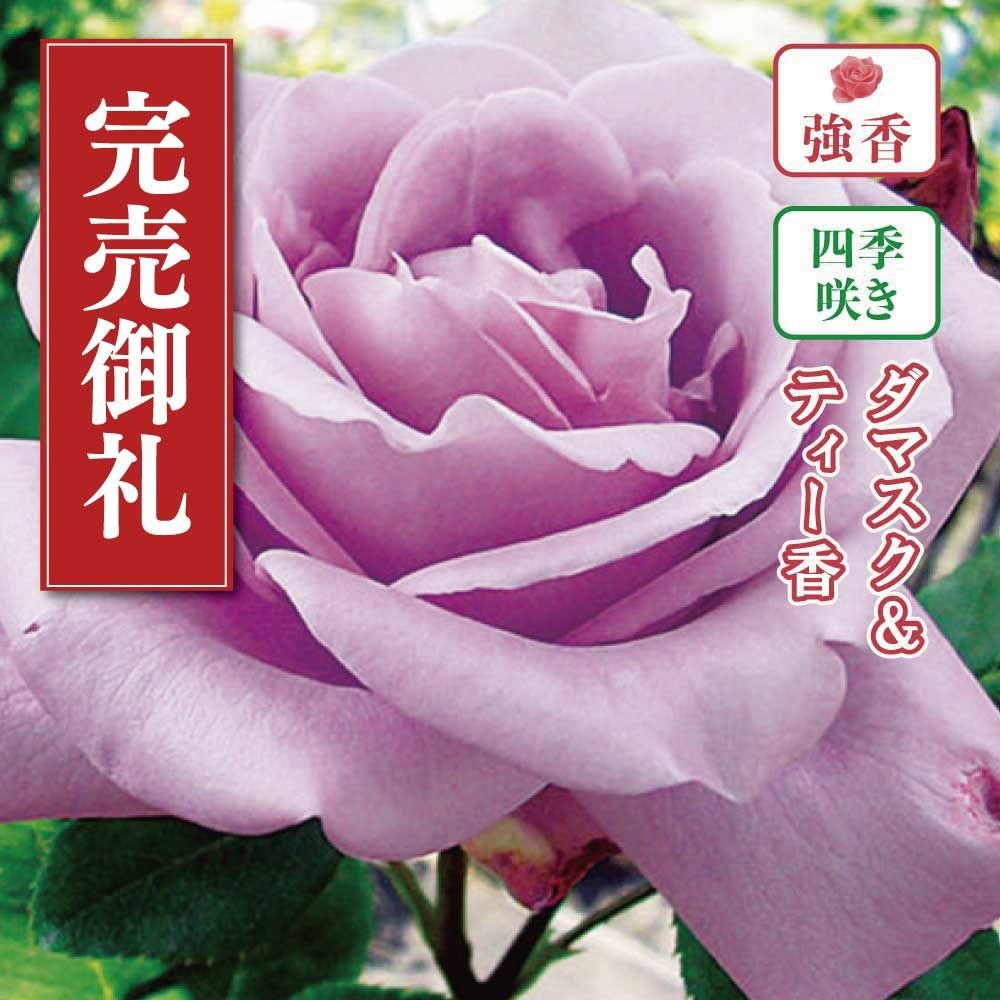 【店頭受取　予約商品】バラ苗 ブルームーン