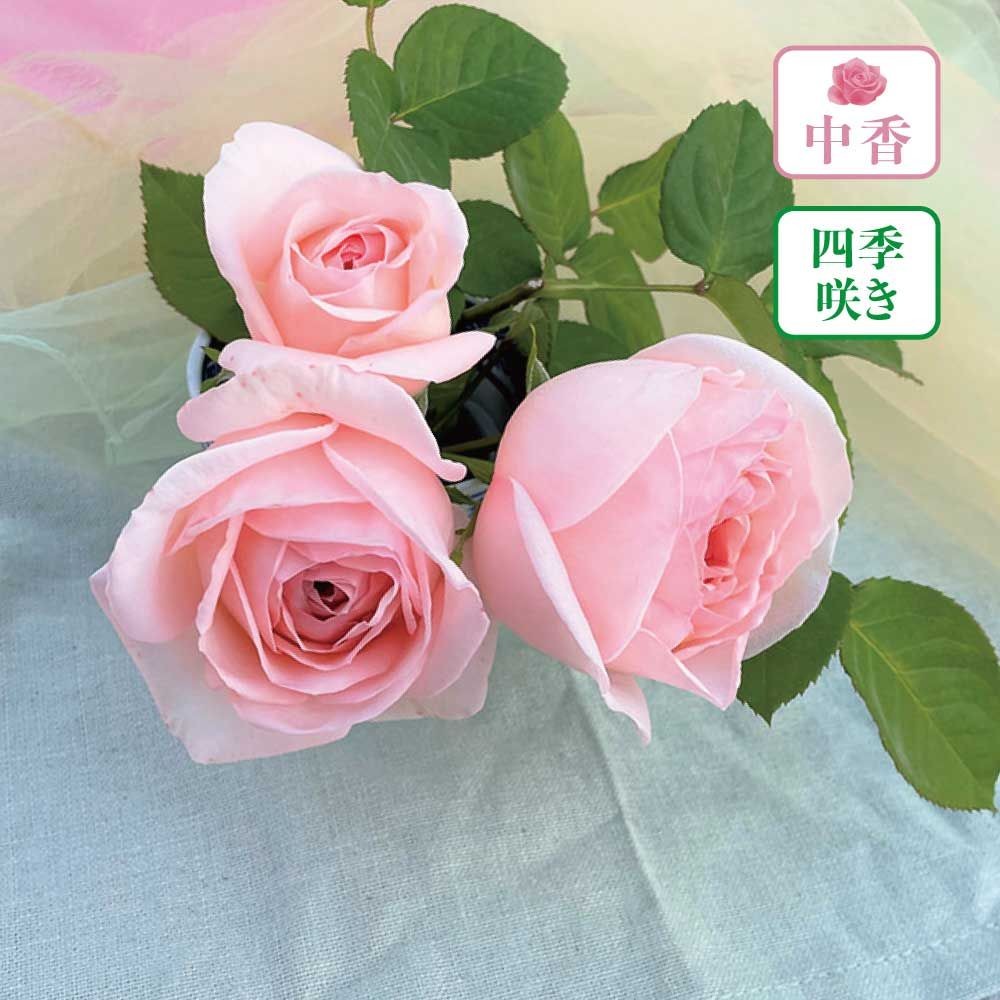 【店頭受取　予約商品】さくらいろ, ソフトピンク, 8〜9cm