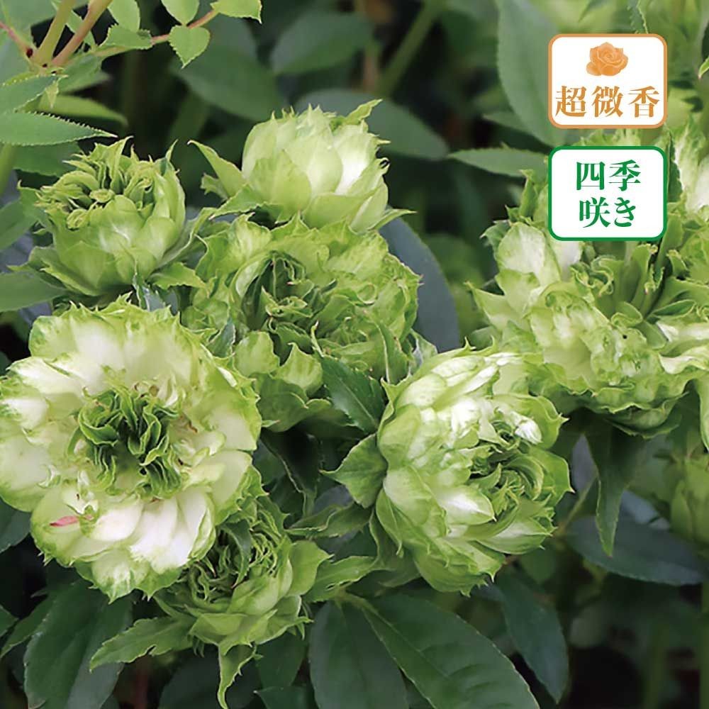 【店頭受取　予約商品】オリエンタル エクレール, 緑色, 6cm