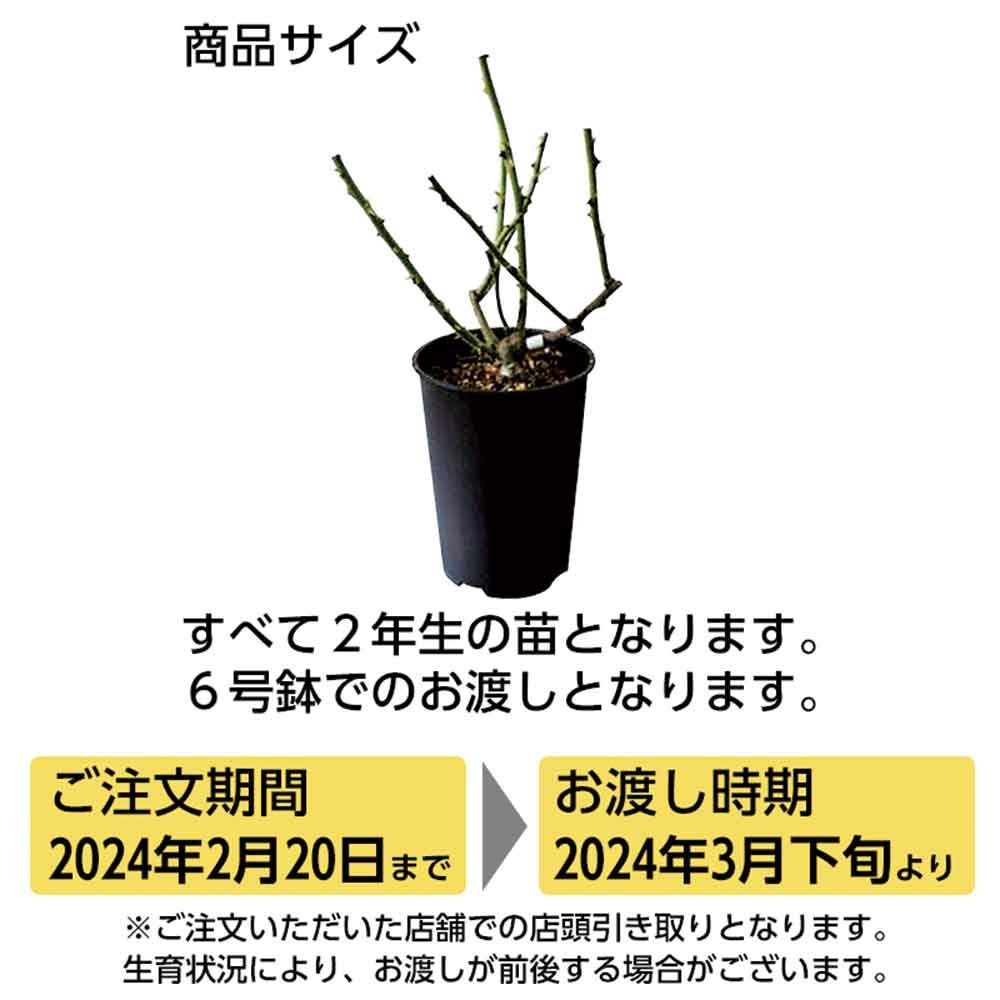 【テスト商品】ゴールデン　ストリート　カラーズ, イエロー, 6〜７センチ