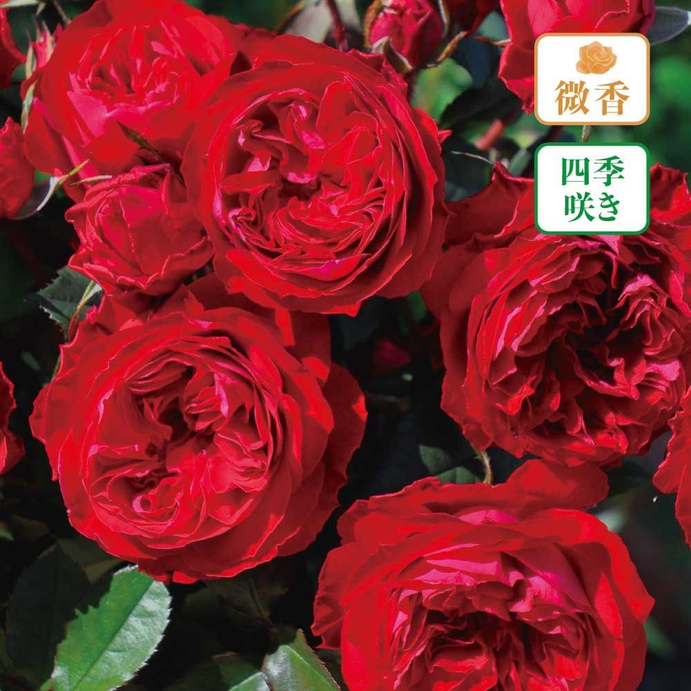 店頭受取 予約商品】バラ苗 マイローズ | ホームセンタービバホーム