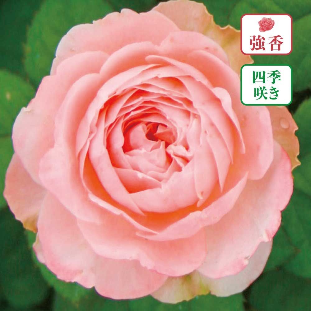 【店頭受取　予約商品】バラ苗 ヴィンテージ フラール, サーモンピンク, 6号鉢