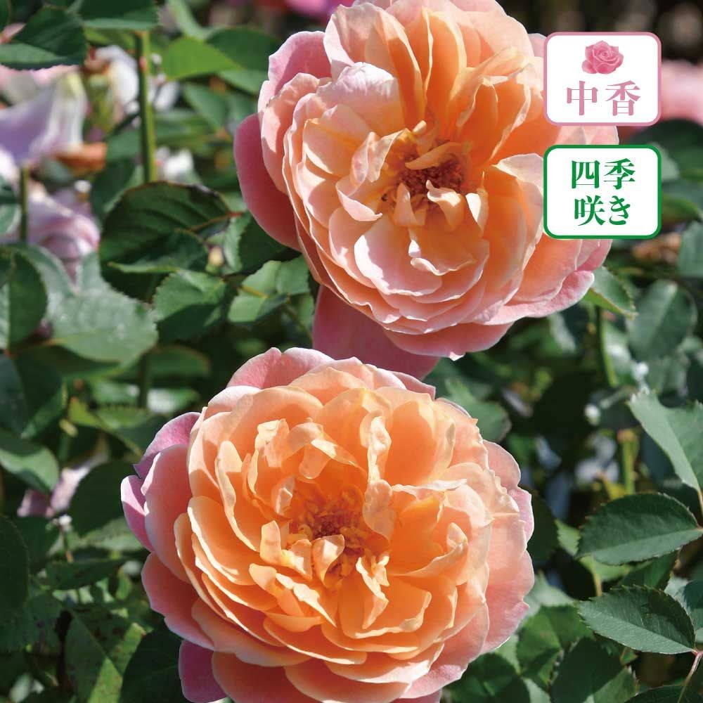 【店頭受取　予約商品】タペストリー, オレンジ＋渋いピンク, 7〜8cm