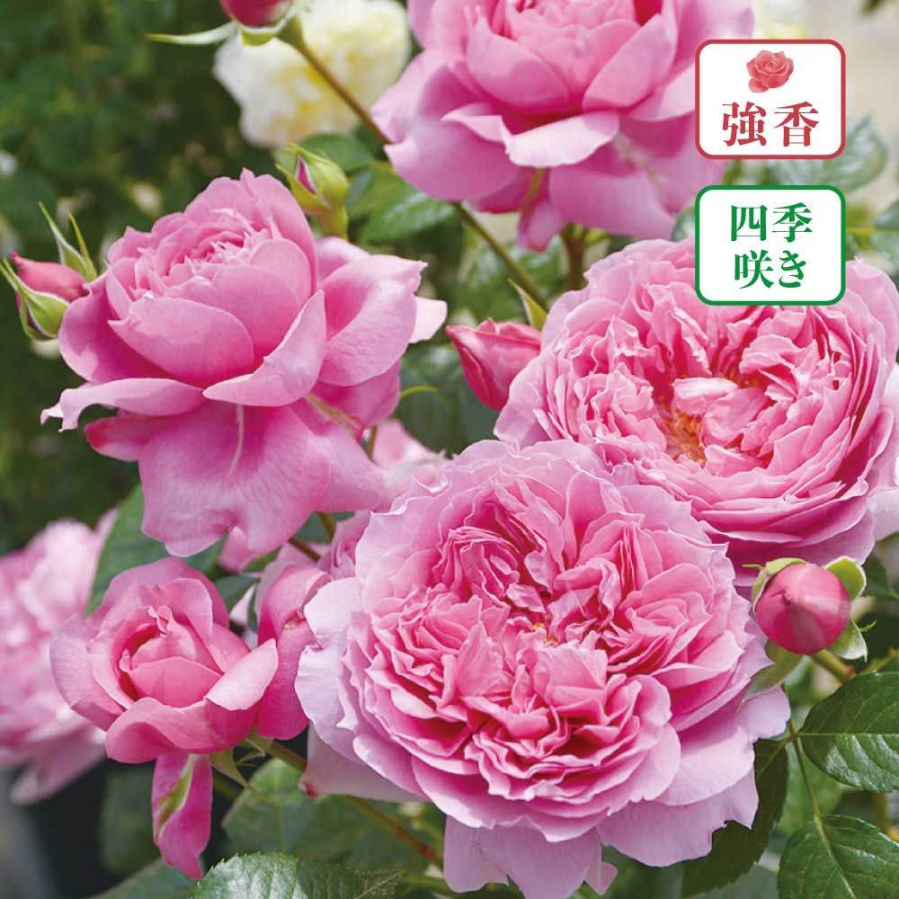 【店頭受取　予約商品】バラ苗 プリマビスタ, ピンク, 6号鉢