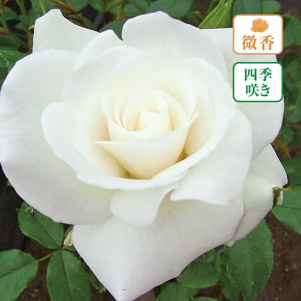 【店頭受取　予約商品】アイスバーグ, 純白, 8〜9cm