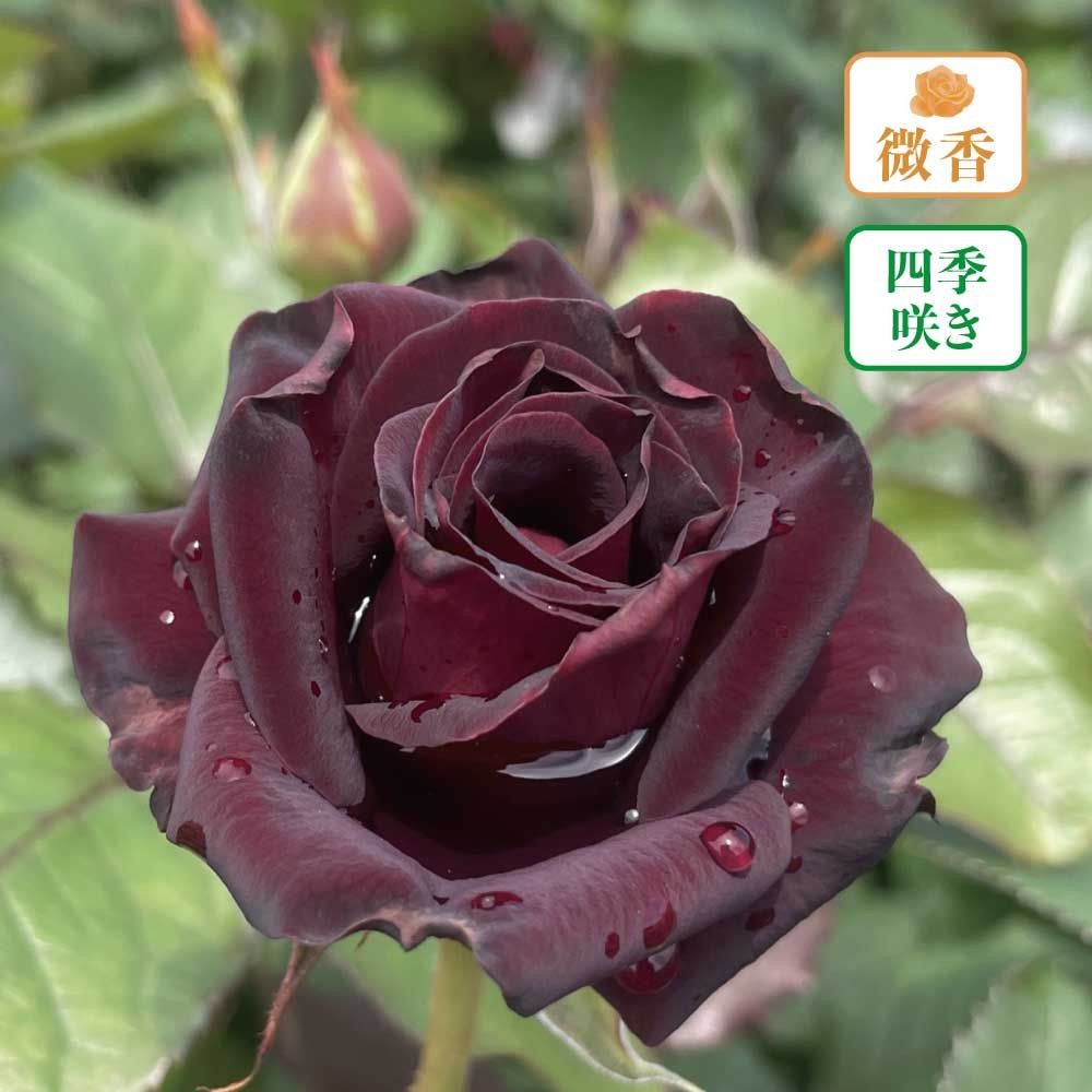 【店頭受取　予約商品】ビターカヌレ, 光沢のある黒, 9〜10cm