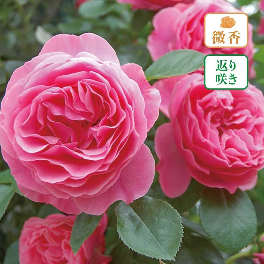 【店頭受取　予約商品】バラ苗 レオナルド ダ ビンチ