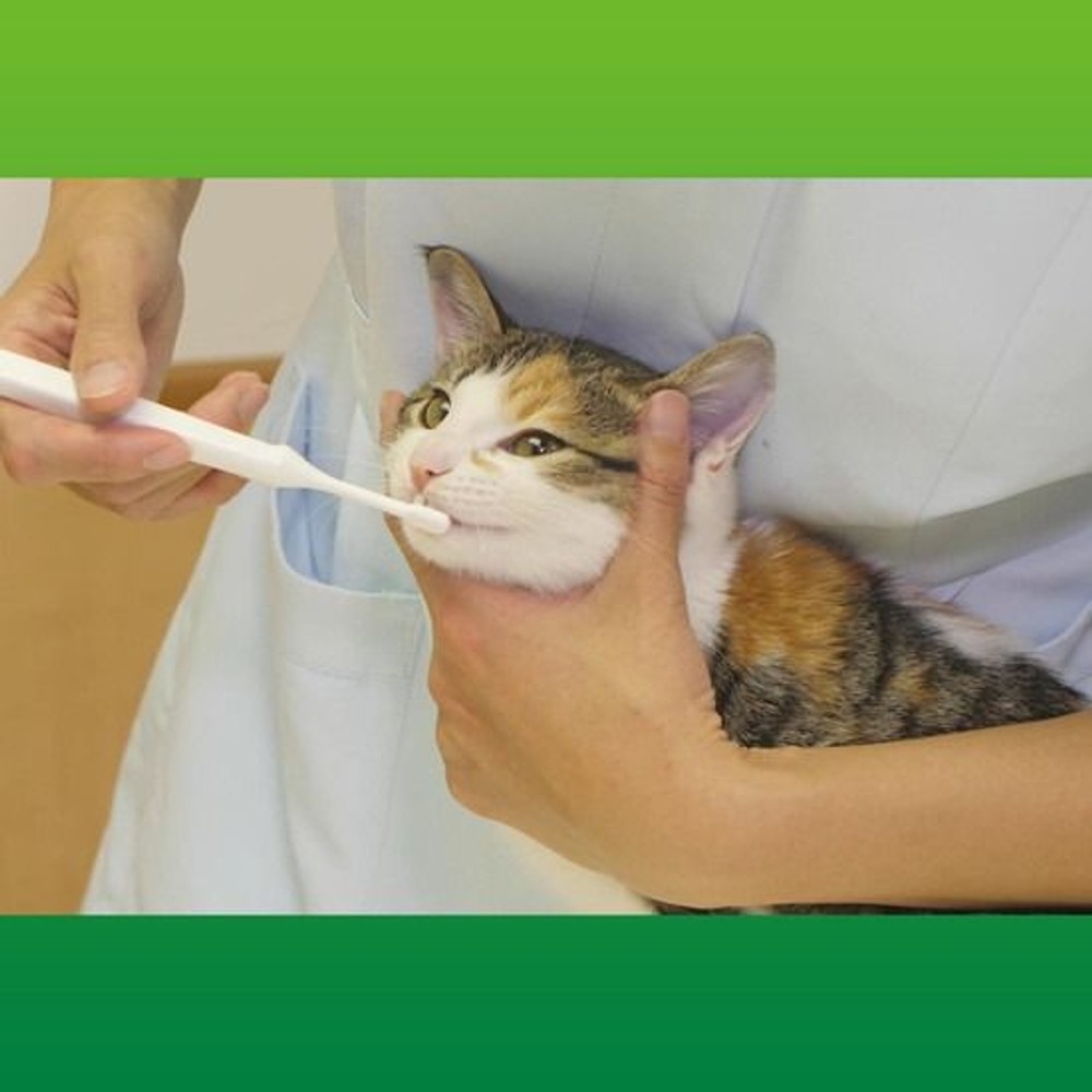 ライオン　ペットキッス　デンタルブラシ コンパクト, ホワイト, コンパクト