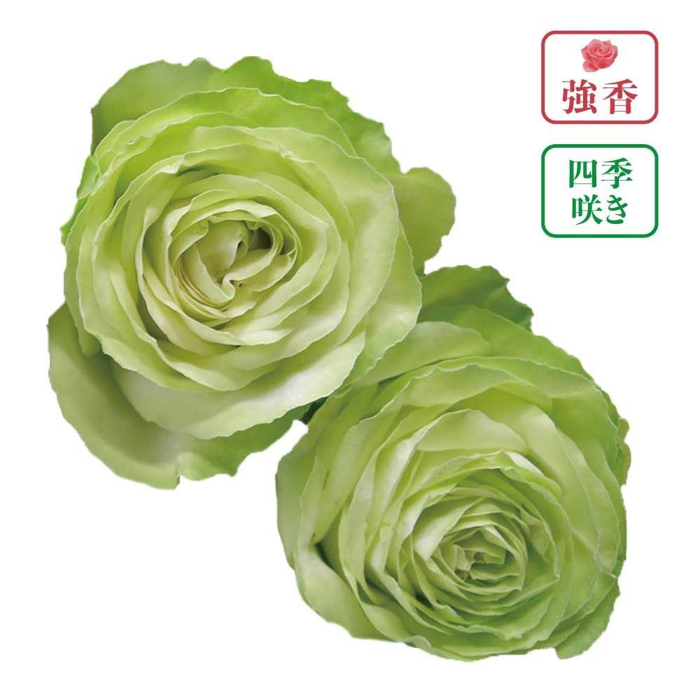 【店頭受取　予約商品】わかな, ライムグリーン, 8cm