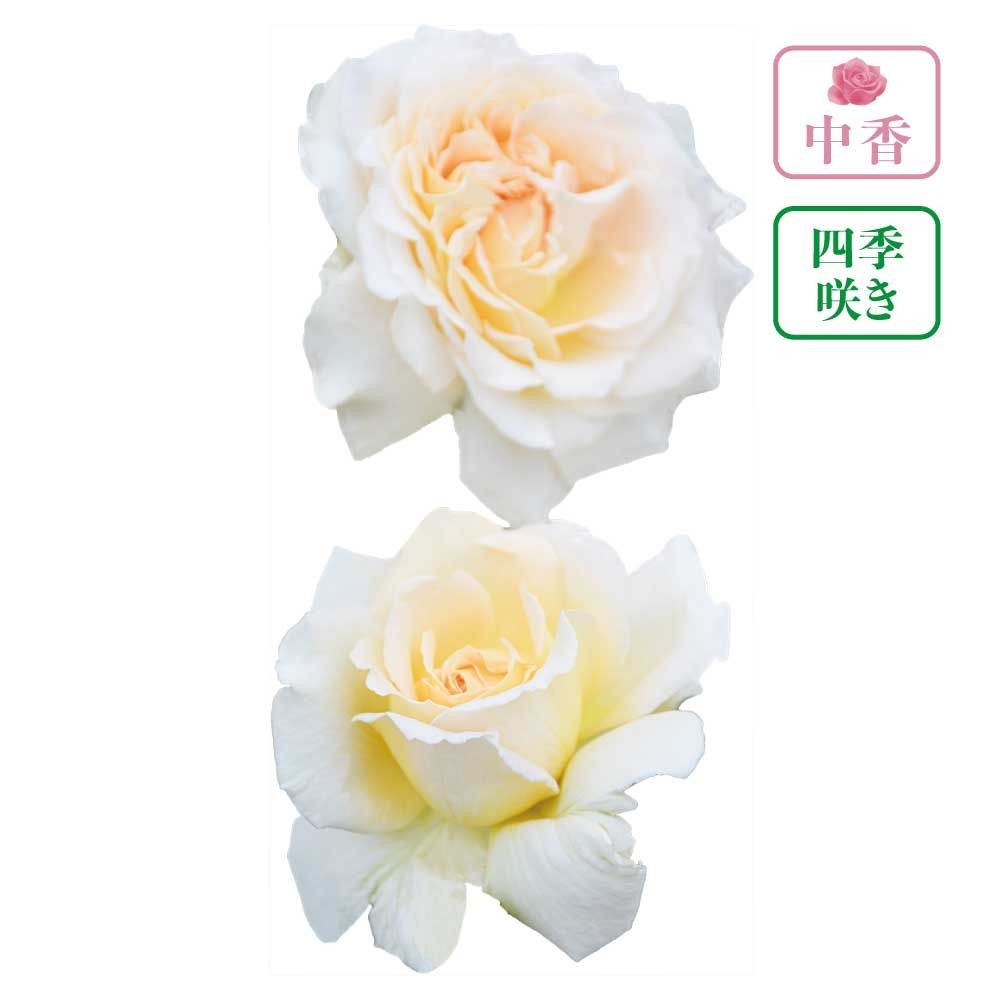 【店頭受取　予約商品】バラ苗 敦煌