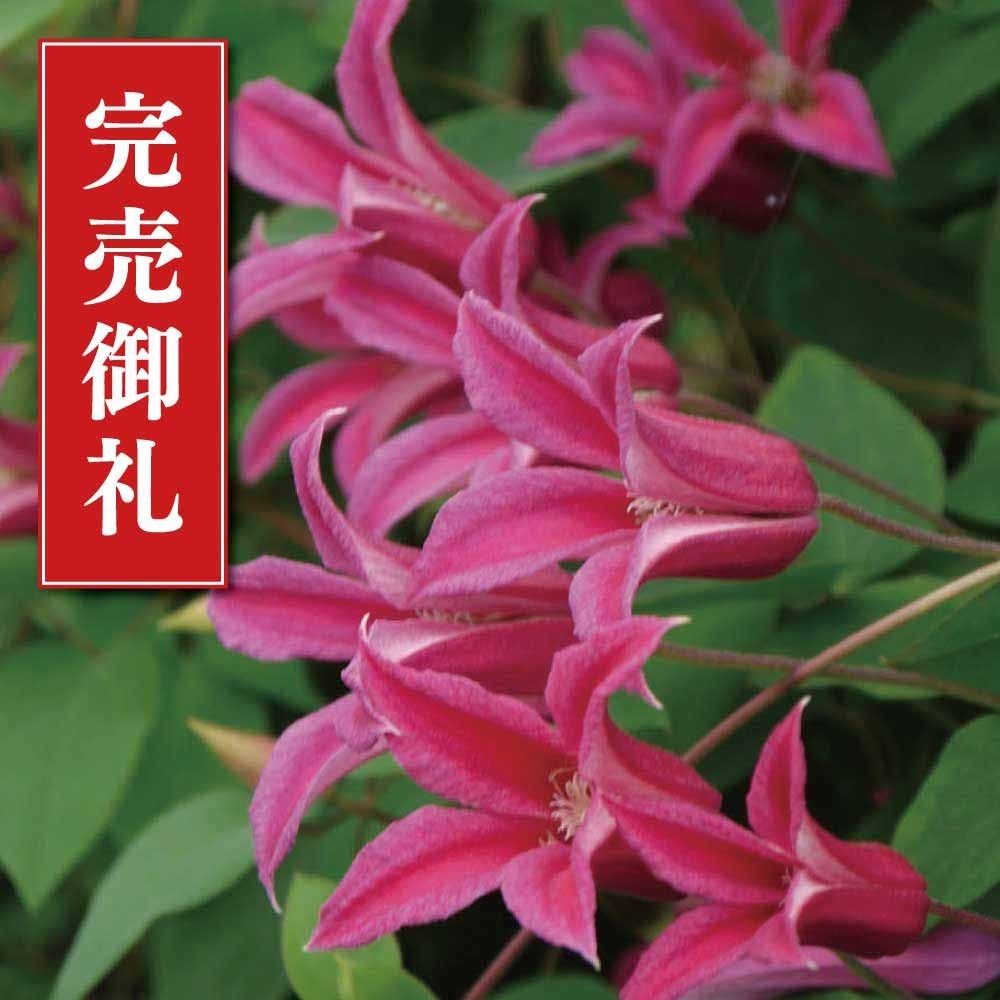 【店頭受取　予約商品】クレマチス苗 T・プリンセス・ダイアナ