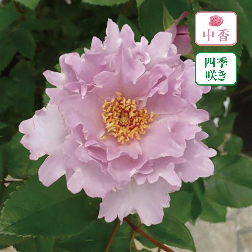 【店頭受取　予約商品】クチュールローズチリア, 淡桃色がのったライラック色, 8〜10cm