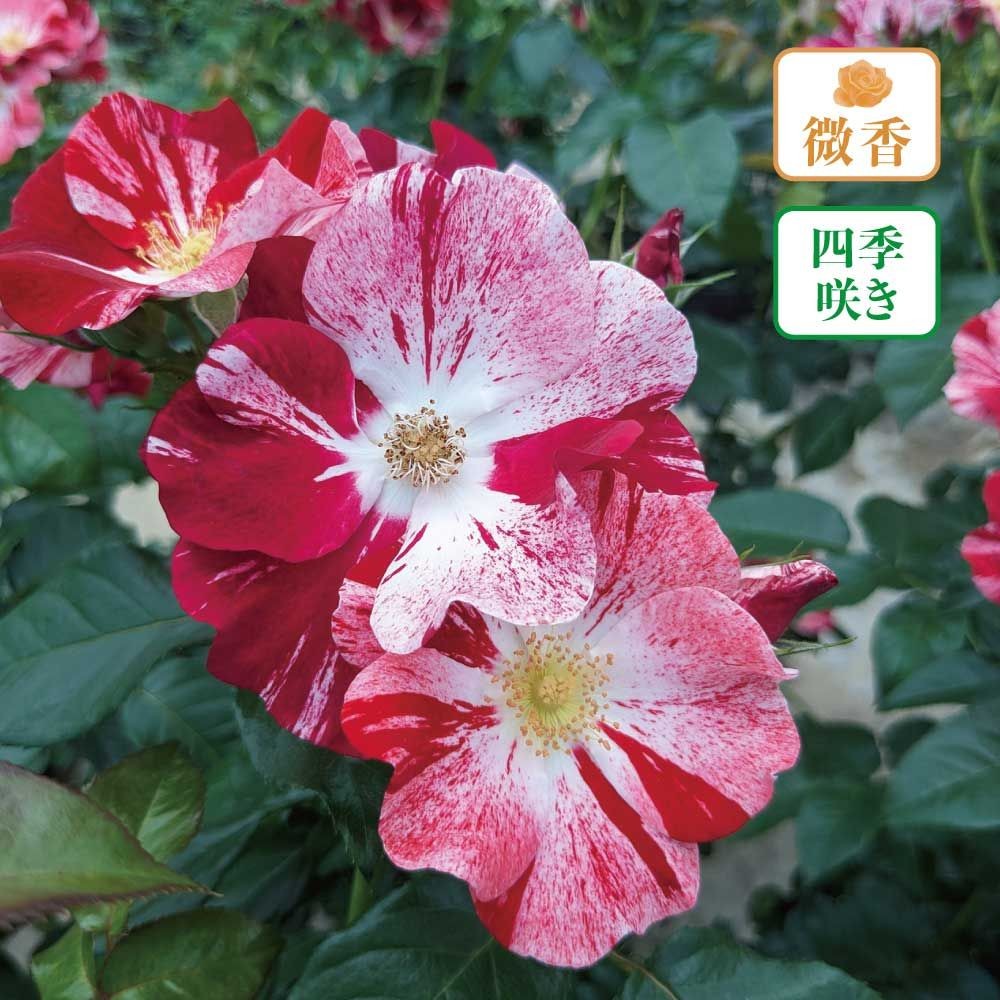 【店頭受取　予約商品】バラ苗 シムサラビン！, 赤・白の絞り, 6号鉢