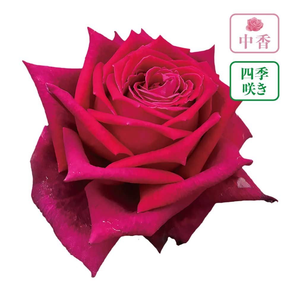 【店頭受取　予約商品】アーティスト, 赤, 8cm