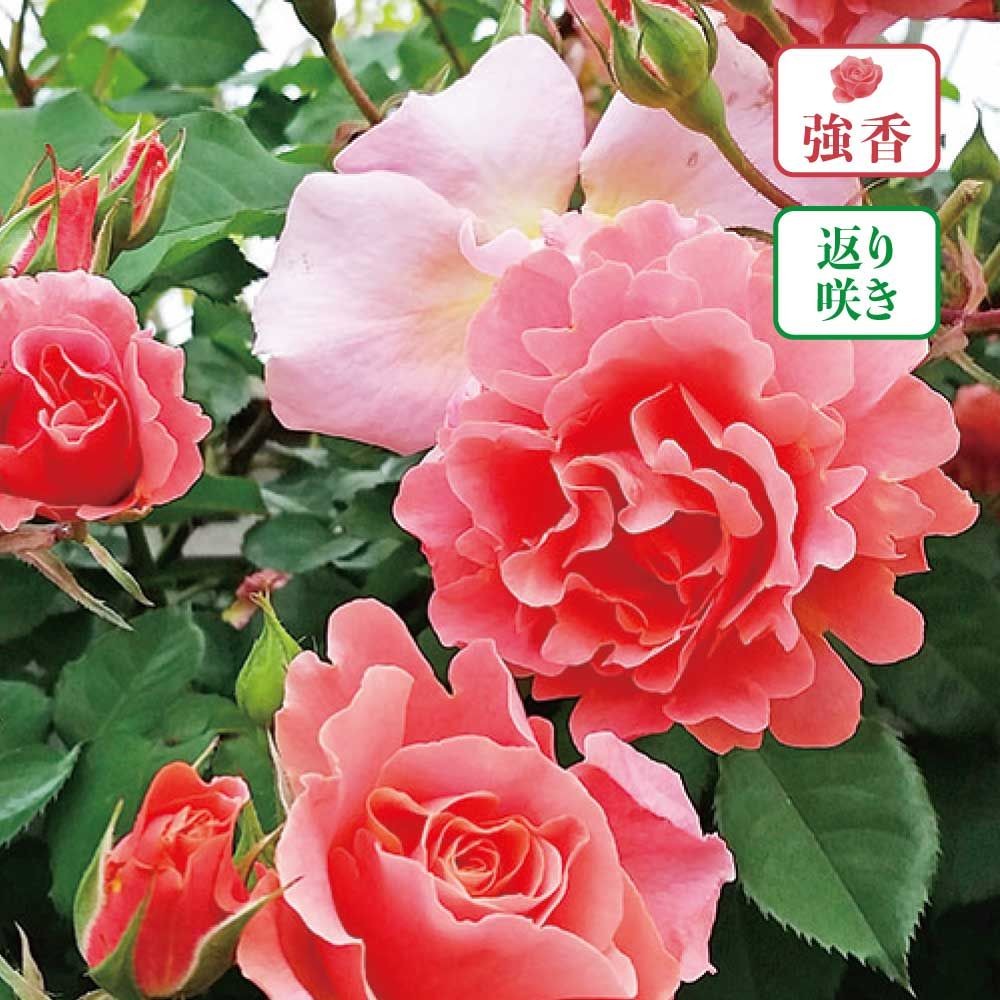 店頭受取 予約商品】バラ苗 サンセットグロウ | ホームセンター