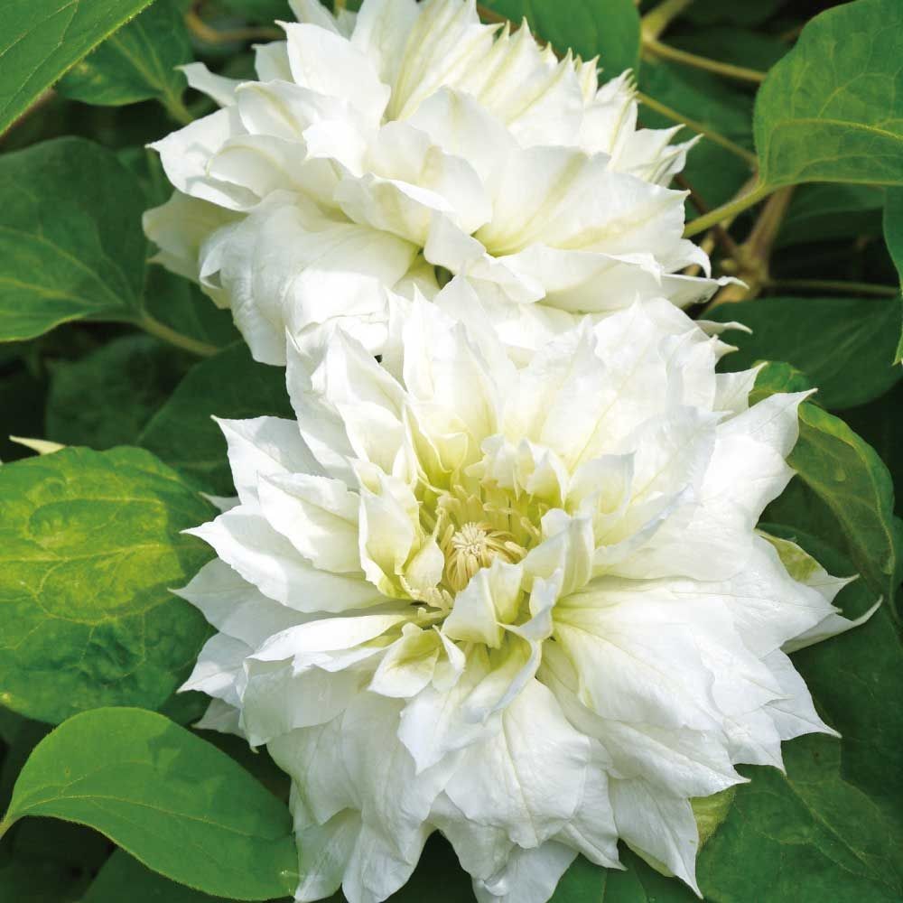 【店頭受取　予約商品】クレマチス苗 ダッチェス・オブ・エジンバラ, 白, 4号鉢