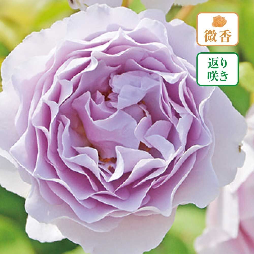 【店頭受取　予約商品】カミーユ, 淡い藤色, 6〜8cm