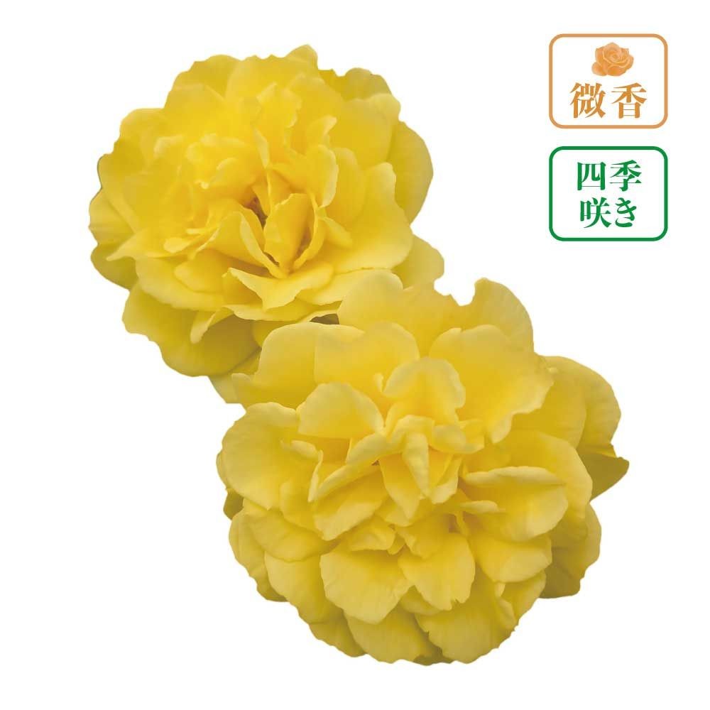 【店頭受取　予約商品】バラ苗 ゴールデン　ストリート　カラーズ, 黄色, 6号鉢