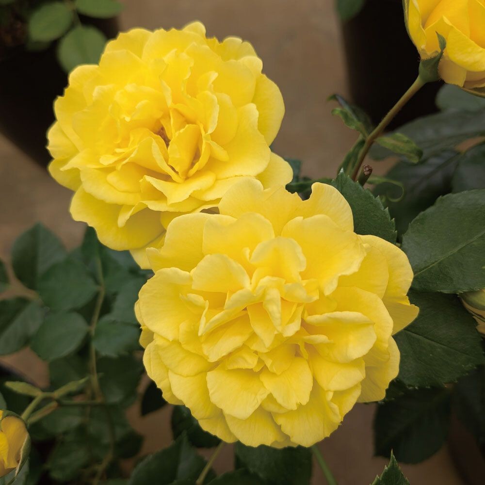 【テスト商品】ゴールデン　ストリート　カラーズ, イエロー, 6〜７センチ