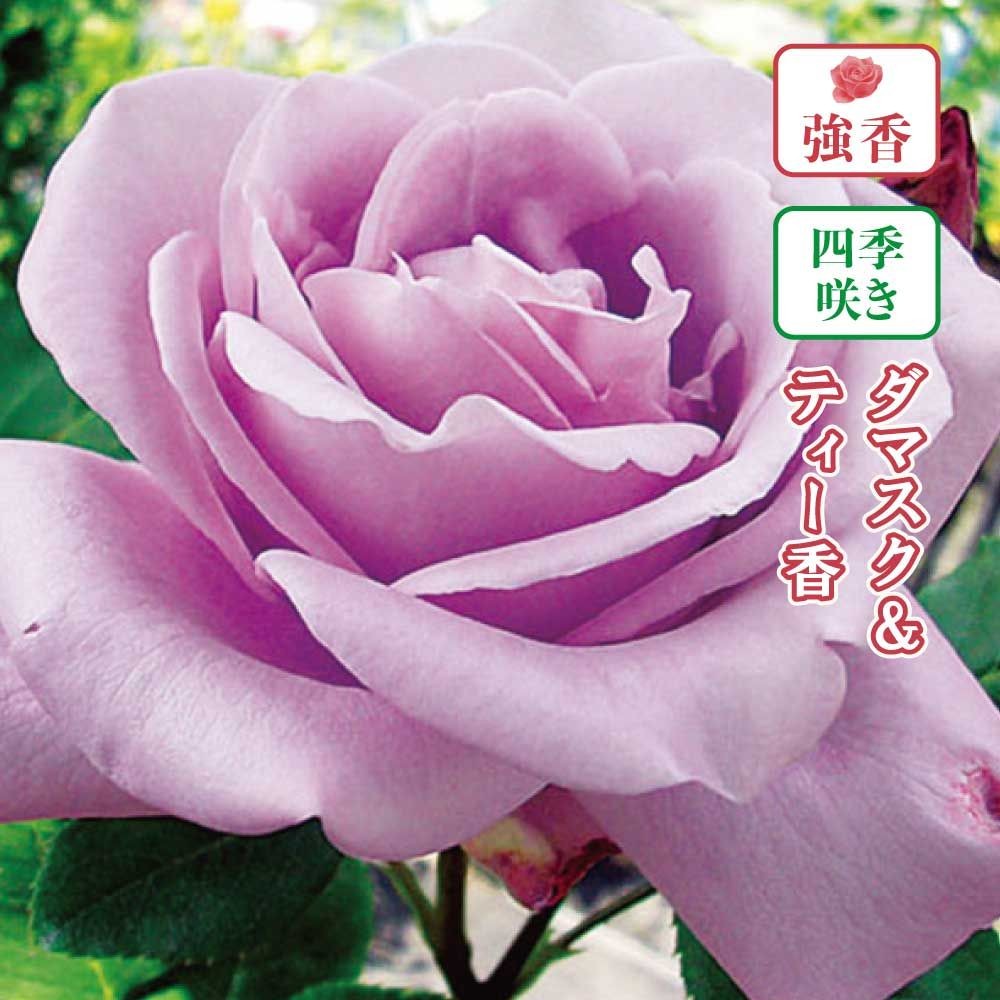 【店頭受取　予約商品】ブルームーン, 明るい藤, 10〜12cm