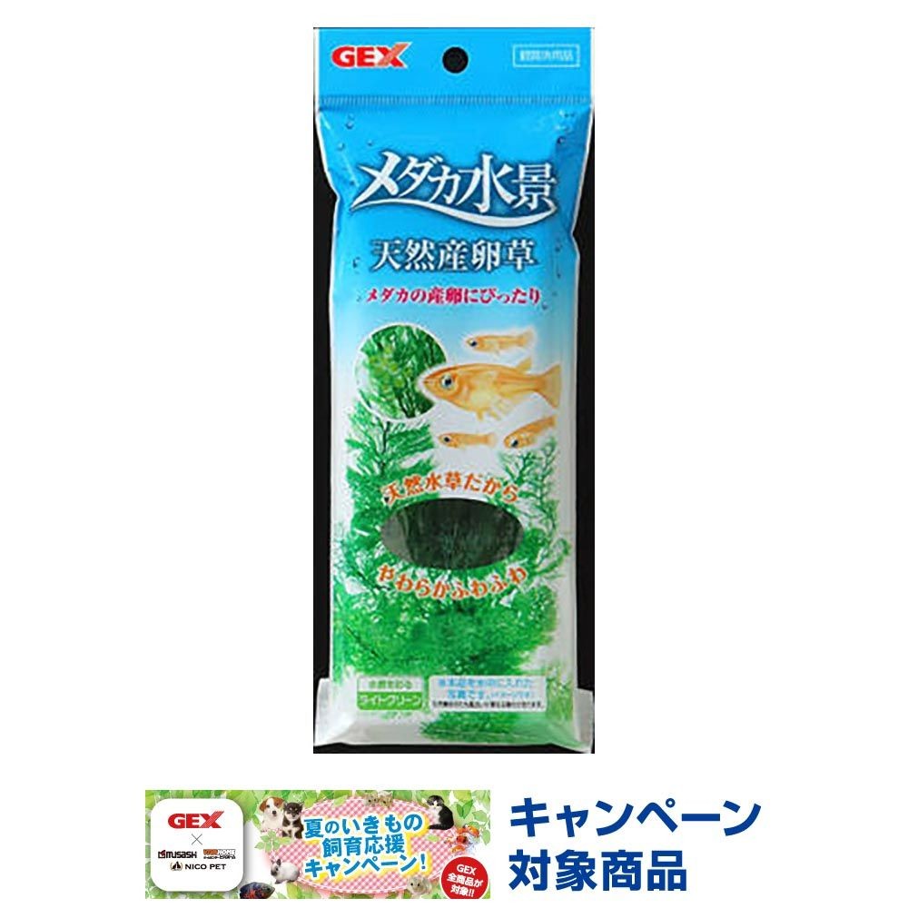 メダカ水景　天然産卵草, その他カラー１, その他サイズ１