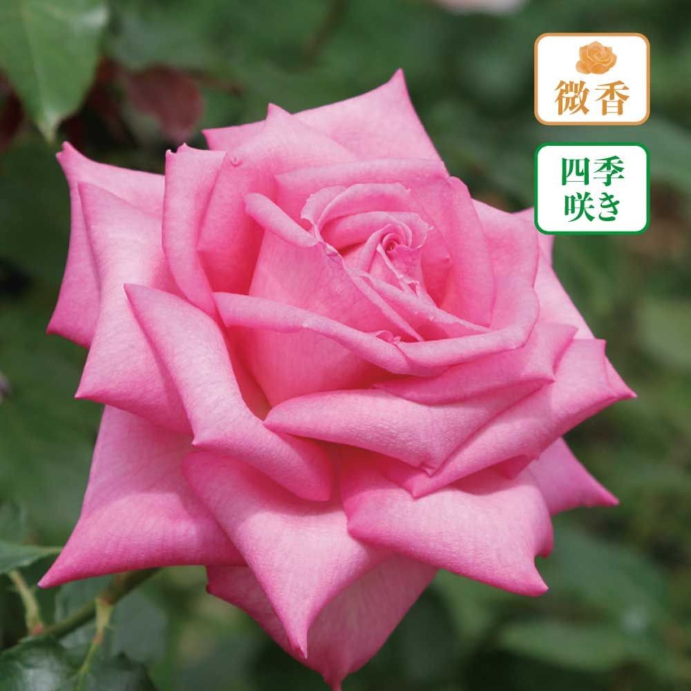 【店頭受取　予約商品】バラ苗 ウェディングベルズ, ピンク, 6号鉢