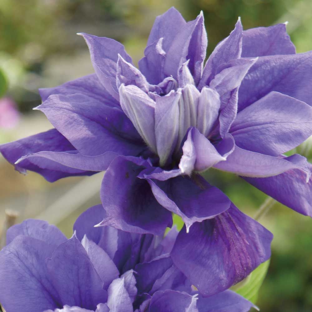【店頭受取　予約商品】クレマチス苗 フランシスカマリー, 紫, 4号鉢