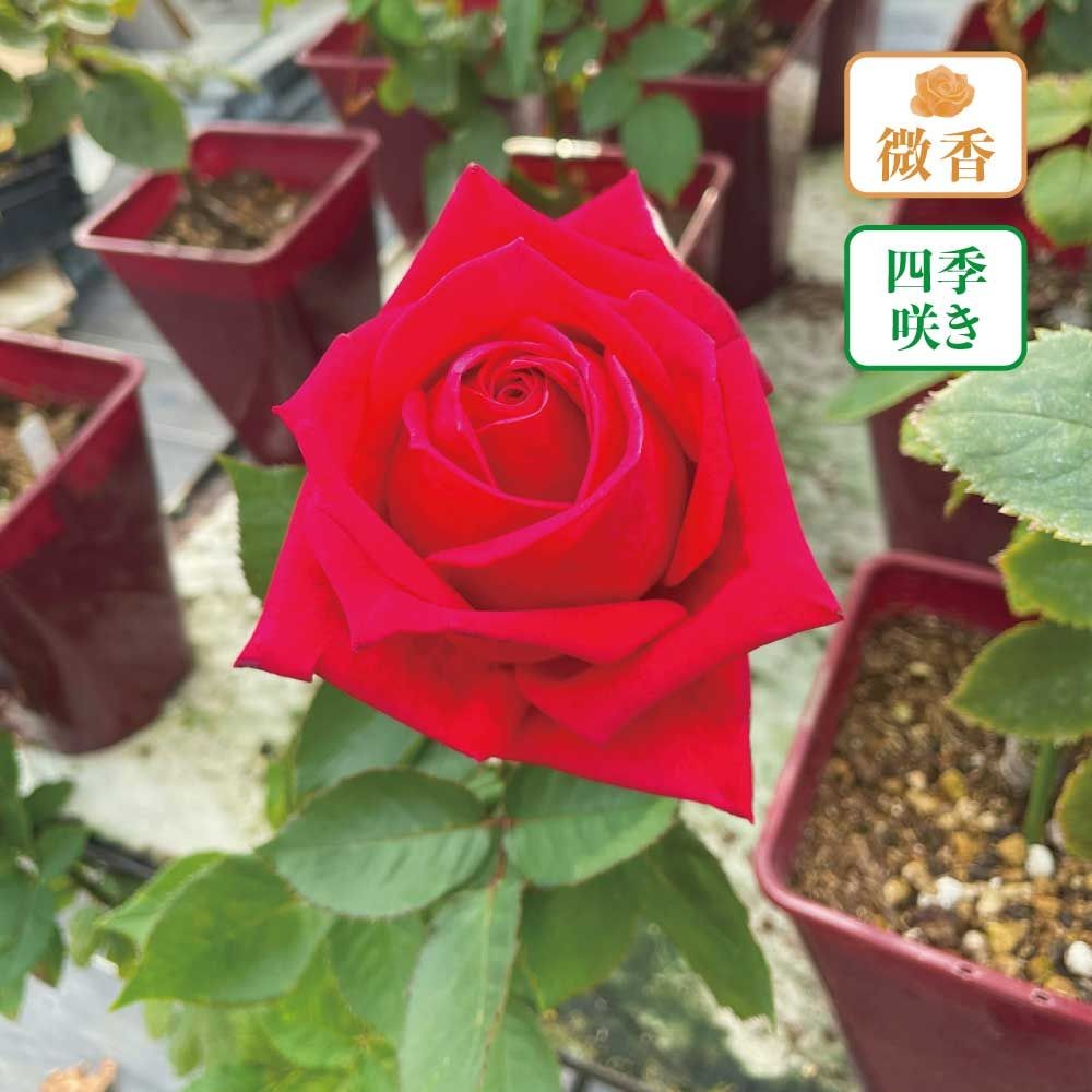 【店頭受取　予約商品】くらわんか, 赤, 12〜13cm