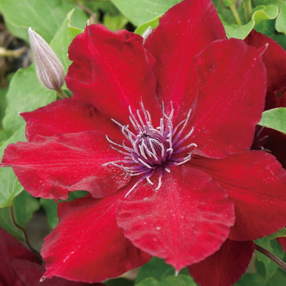 【店頭受取　予約商品】ヌビア, 赤, 13〜15cm