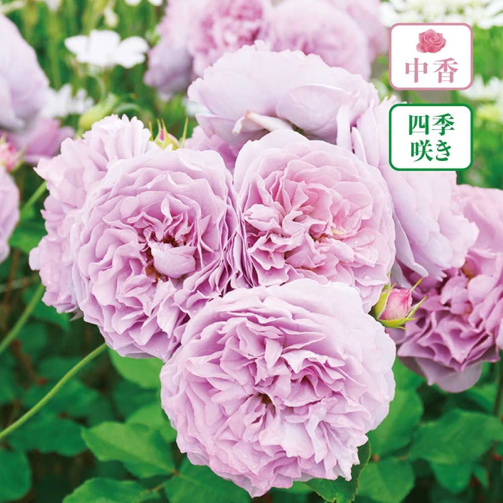 【店頭受取　予約商品】レヴリ, ブラウンがかった藤色, 7〜8cm