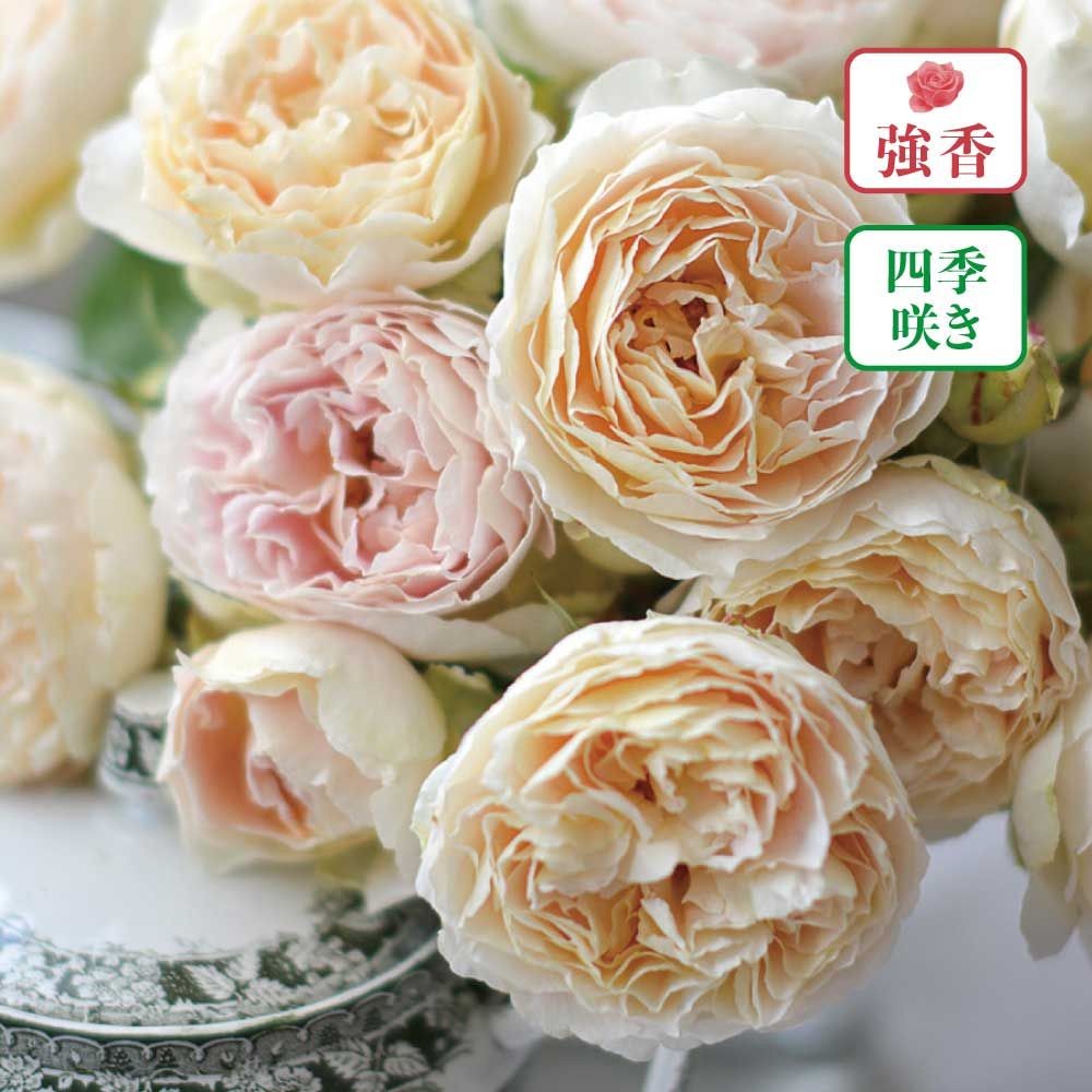 【店頭受取　予約商品】バラ苗 アンヌ, 淡い黄色〜淡いピンク, 6号鉢