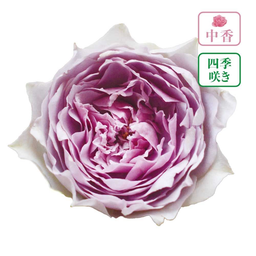 【店頭受取　予約商品】バラ苗 コフレ, 藤色の外弁グリーン, 6号鉢